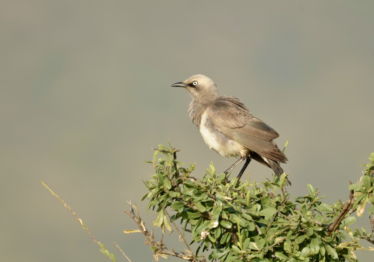 Fischer's Starling - Ken Simonite