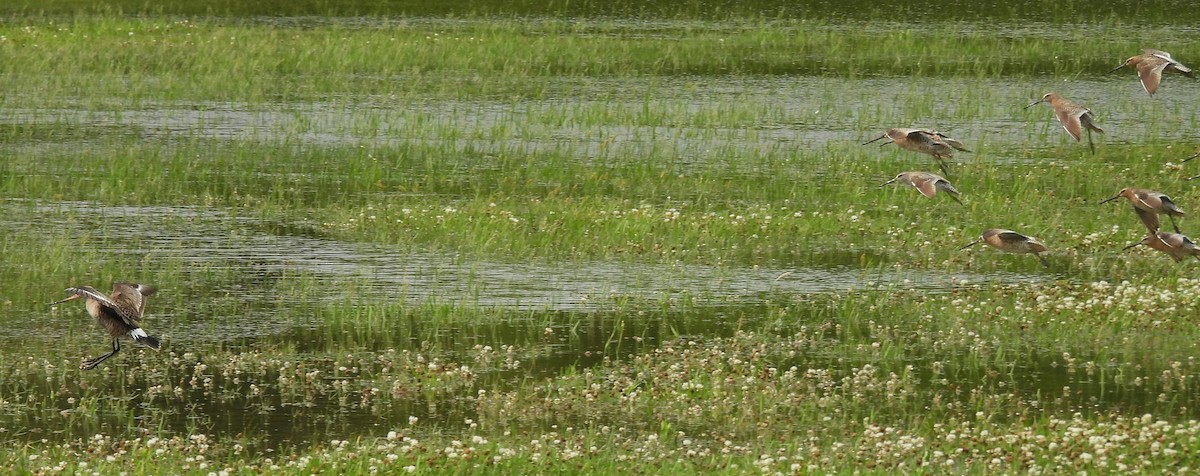 Hudsonian Godwit - Lucy Jacobson