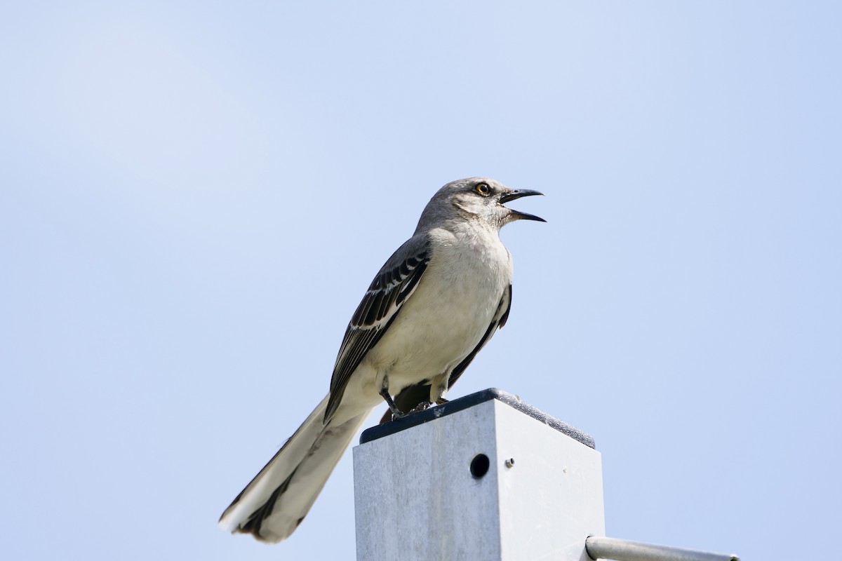 Northern Mockingbird - Mitchell Dart