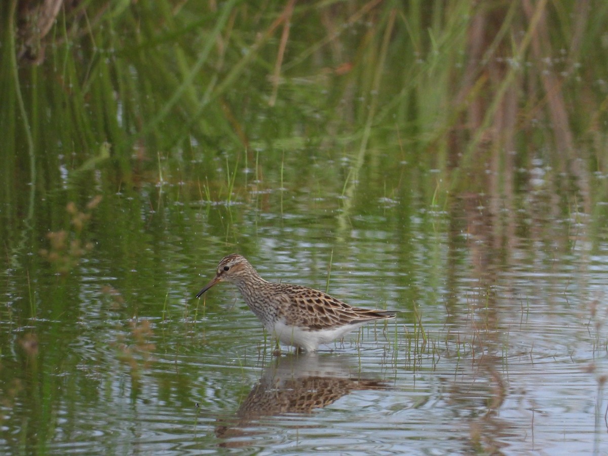 Pectoral Sandpiper - David Gravermoen