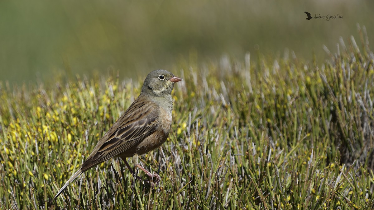 Ortolan Bunting - ML619187227