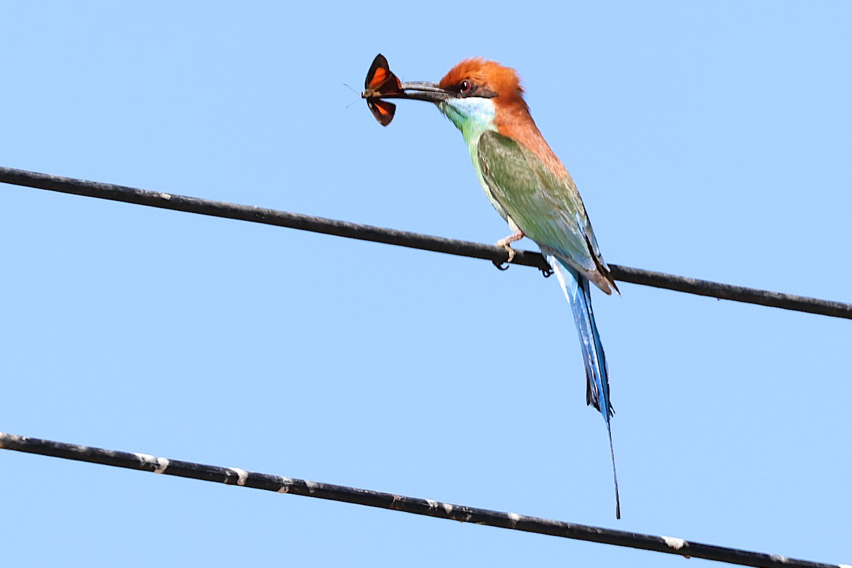 Rufous-crowned Bee-eater - Jeremy Lindsell