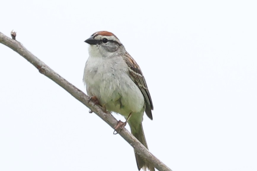 Chipping Sparrow - Duane Yarbrough