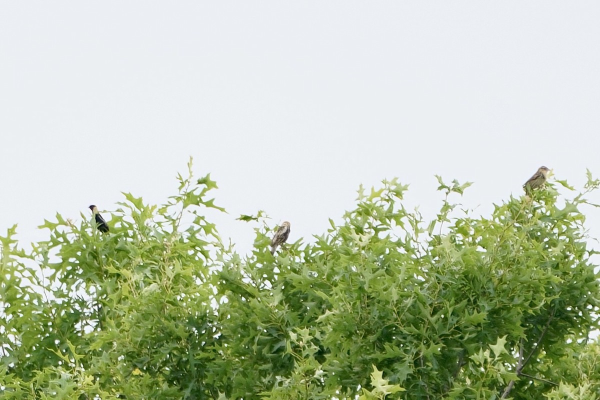 Bobolink - ML619187243