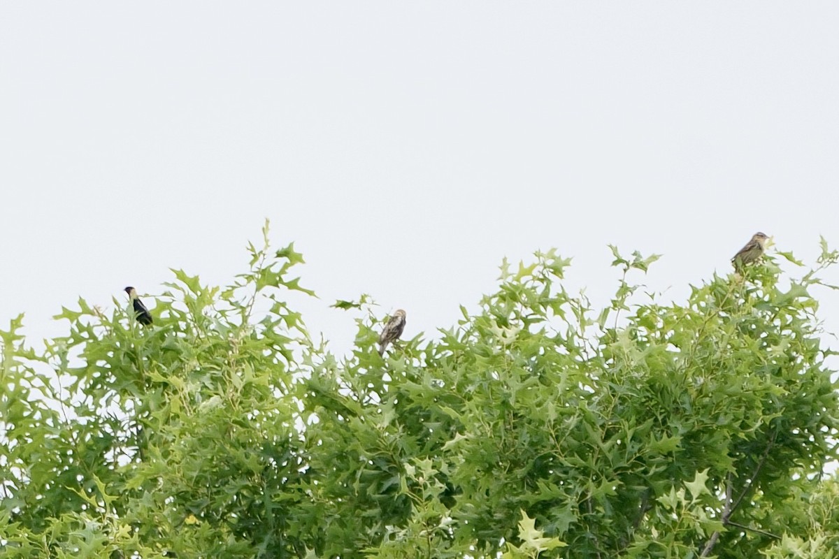 Bobolink - Mitchell Dart