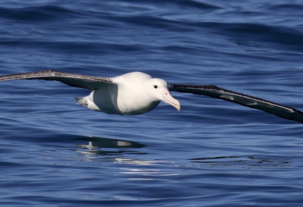 Southern Royal Albatross - Anonymous