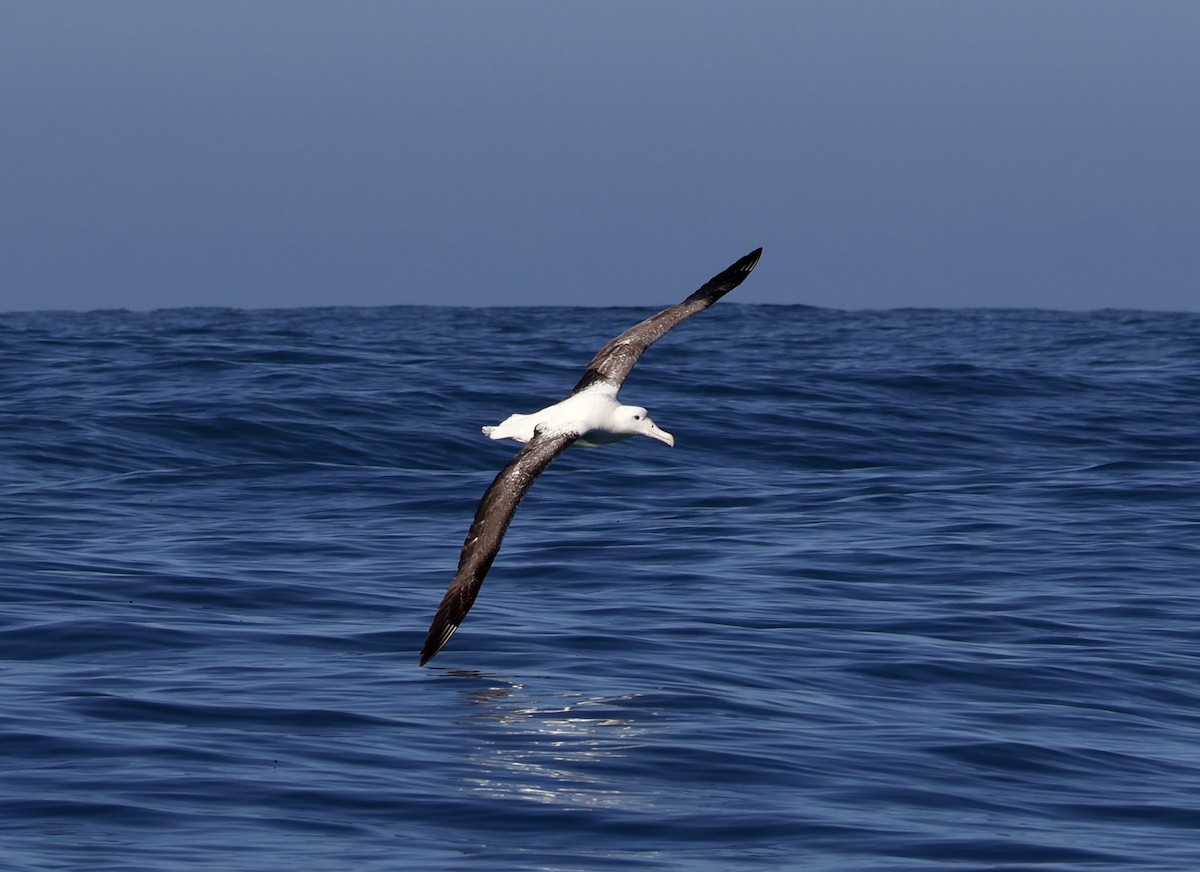 Southern Royal Albatross - Anonymous