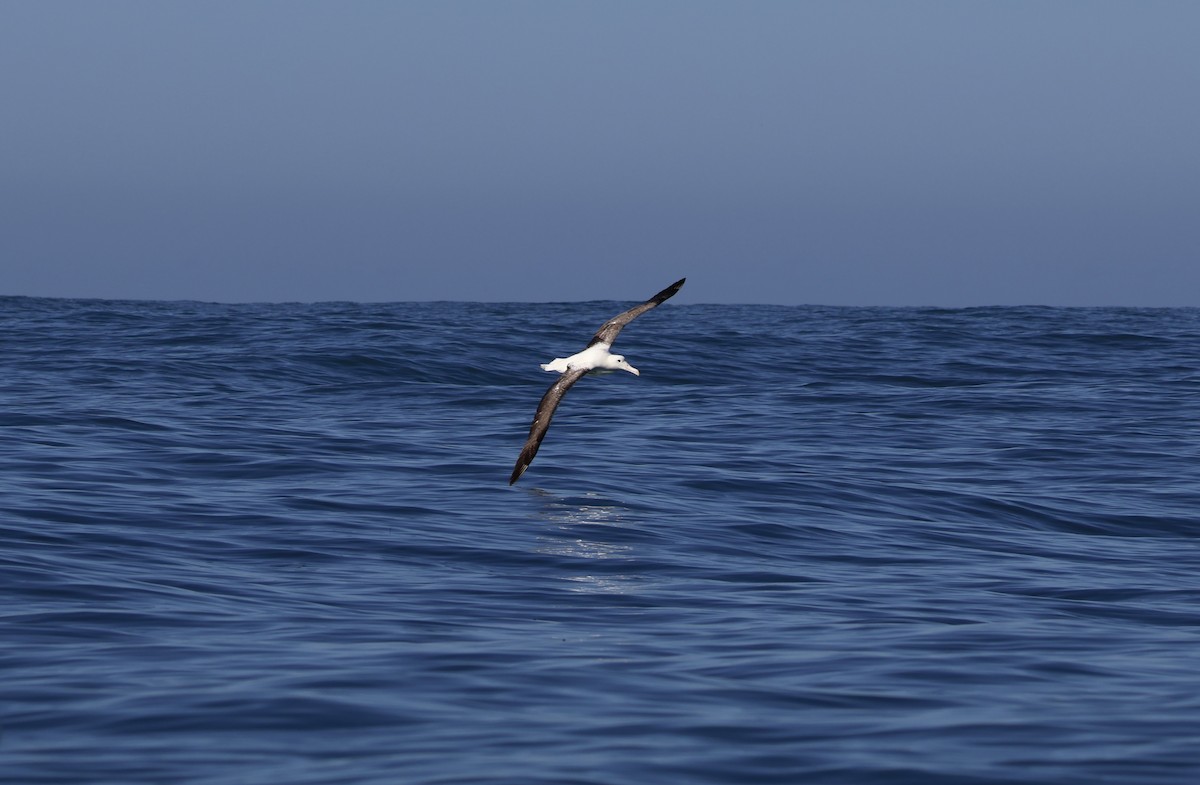 Southern Royal Albatross - Anonymous