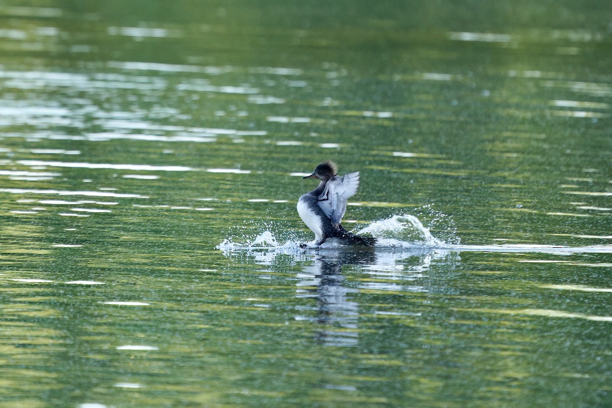 Hooded Merganser - ML619187285