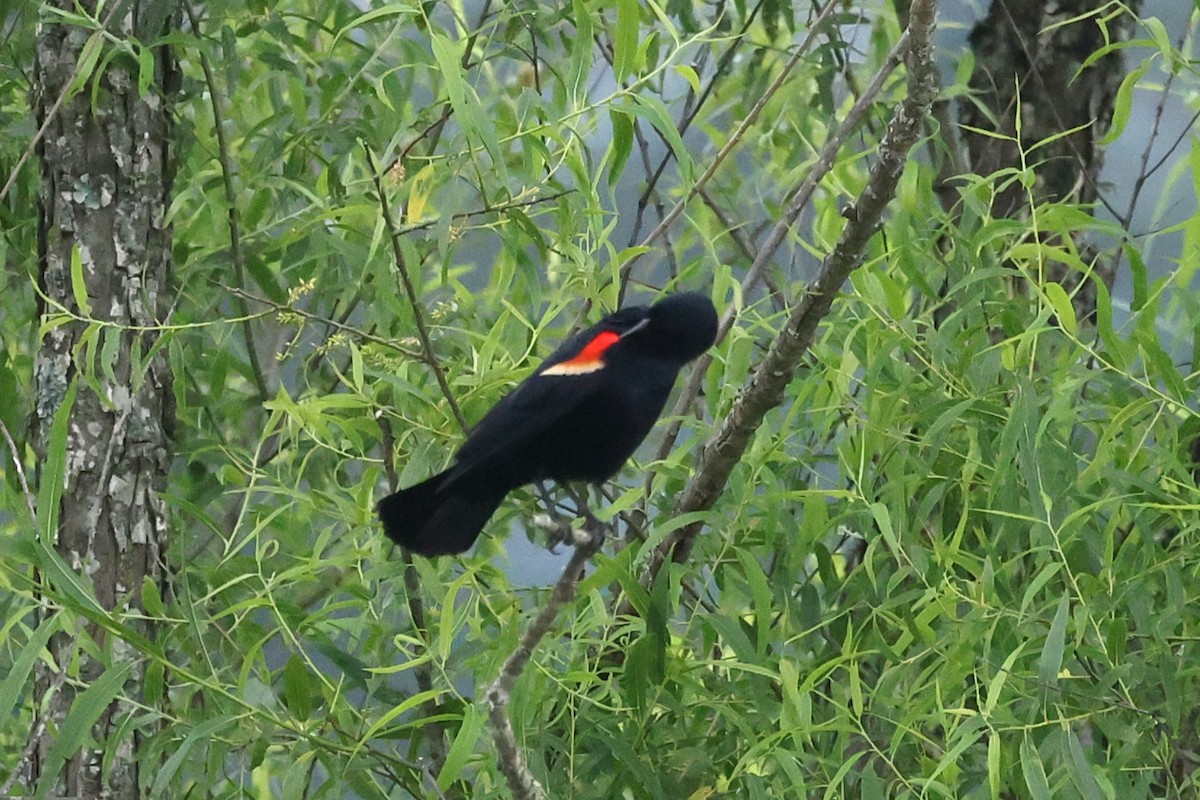 Red-winged Blackbird - Duane Yarbrough