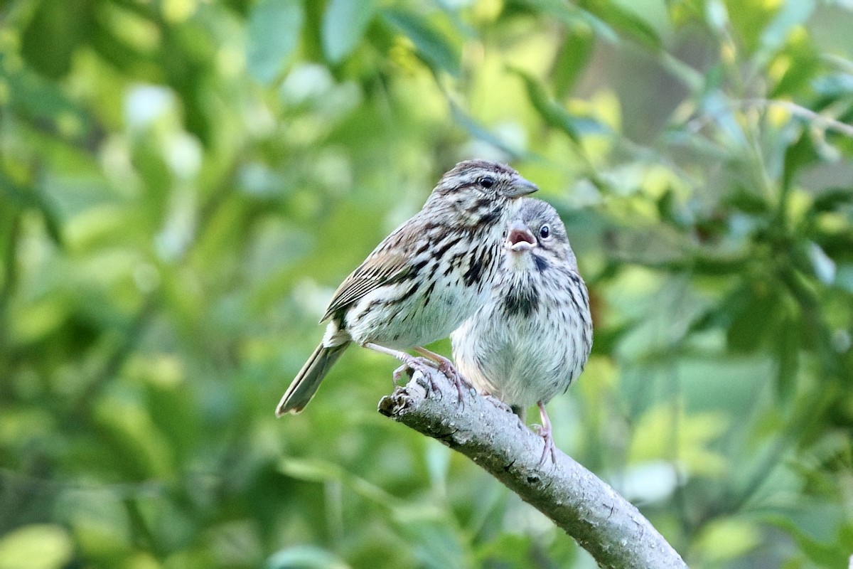 Song Sparrow - Mitchell Dart