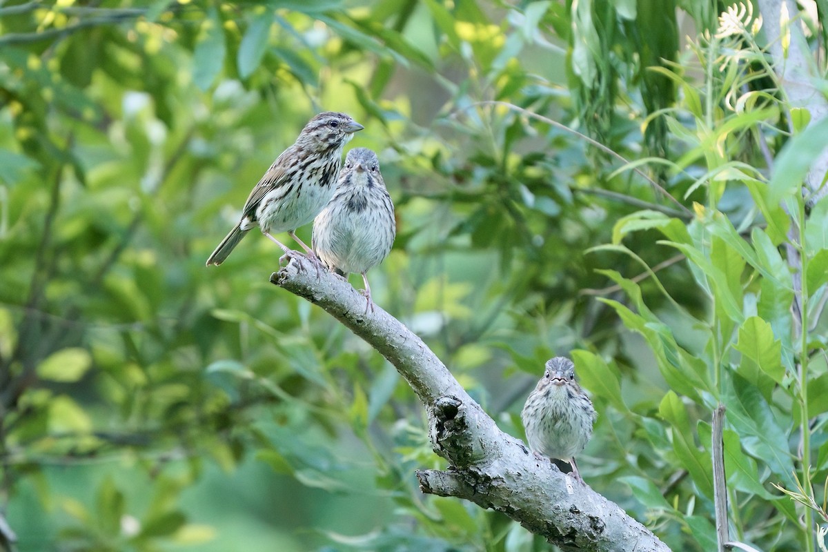 Song Sparrow - Mitchell Dart