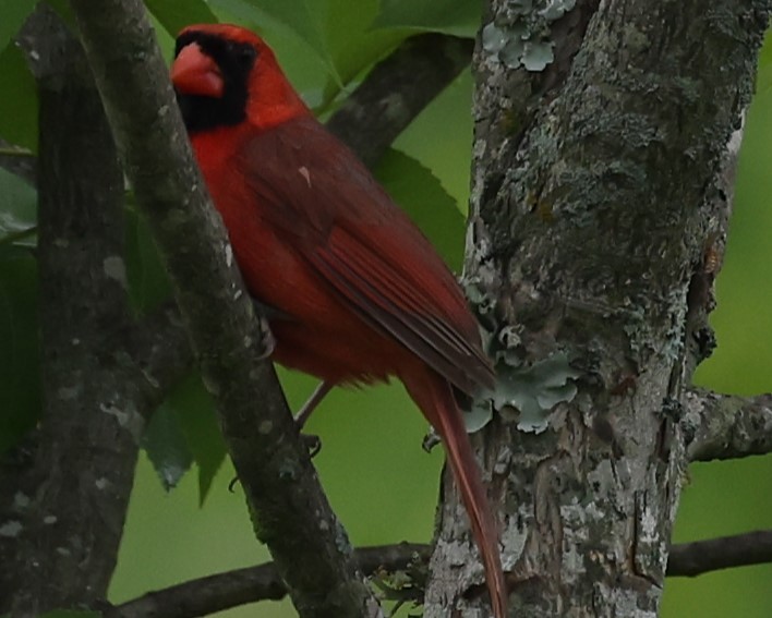 Northern Cardinal - Duane Yarbrough