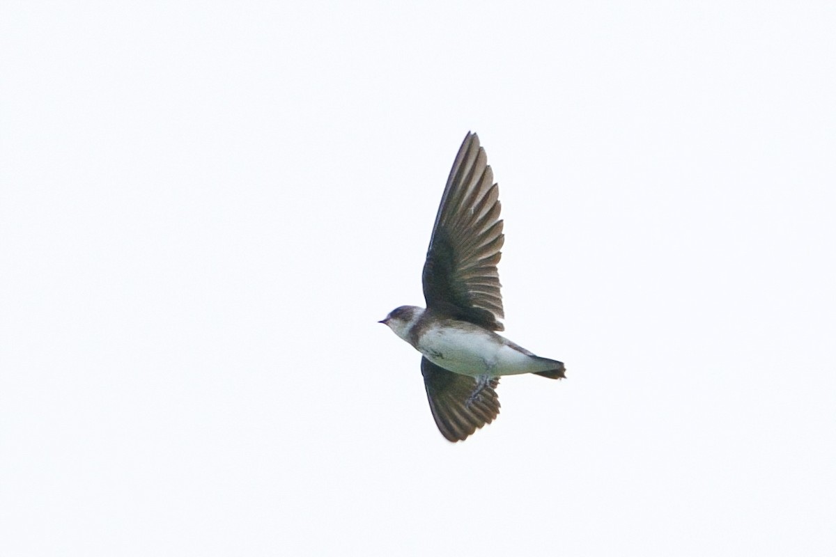 Bank Swallow - ML619187328