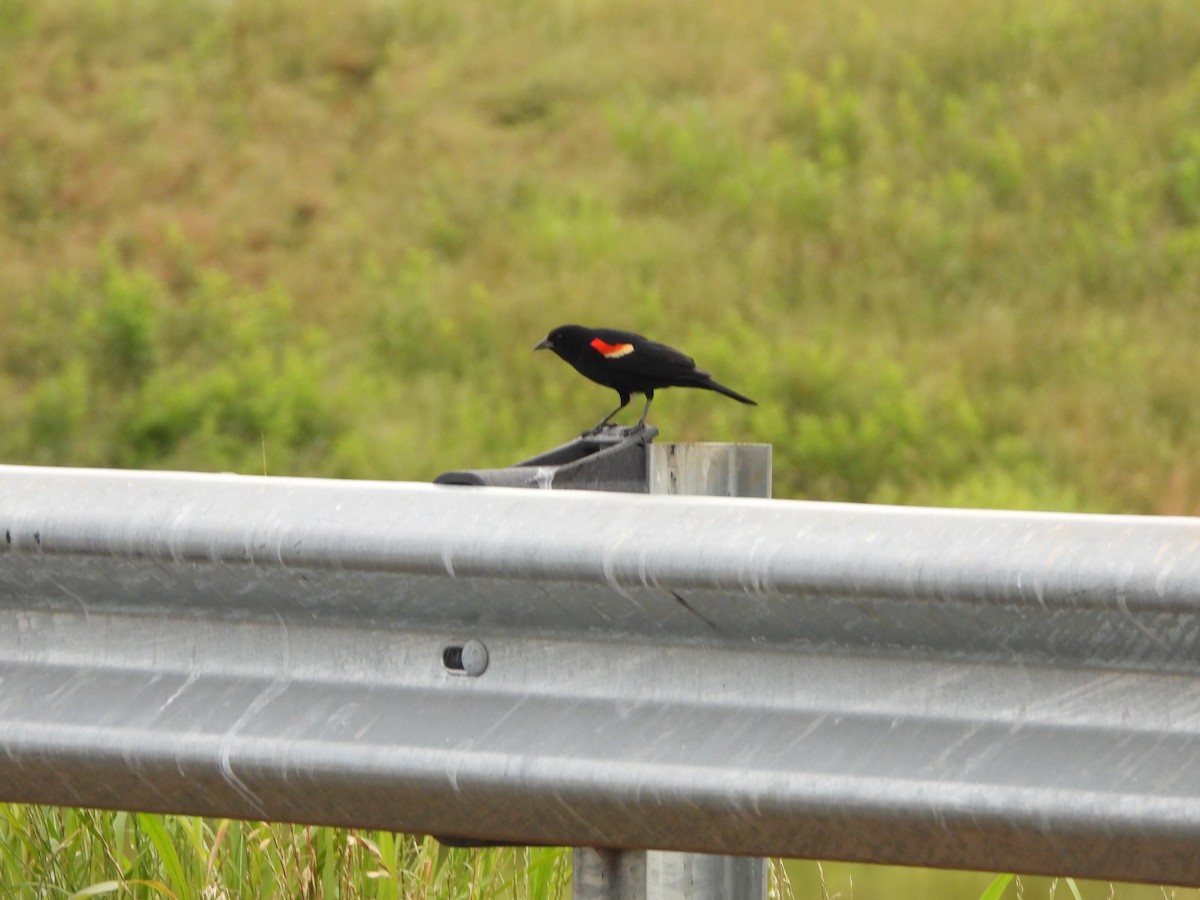 Red-winged Blackbird - David Gravermoen