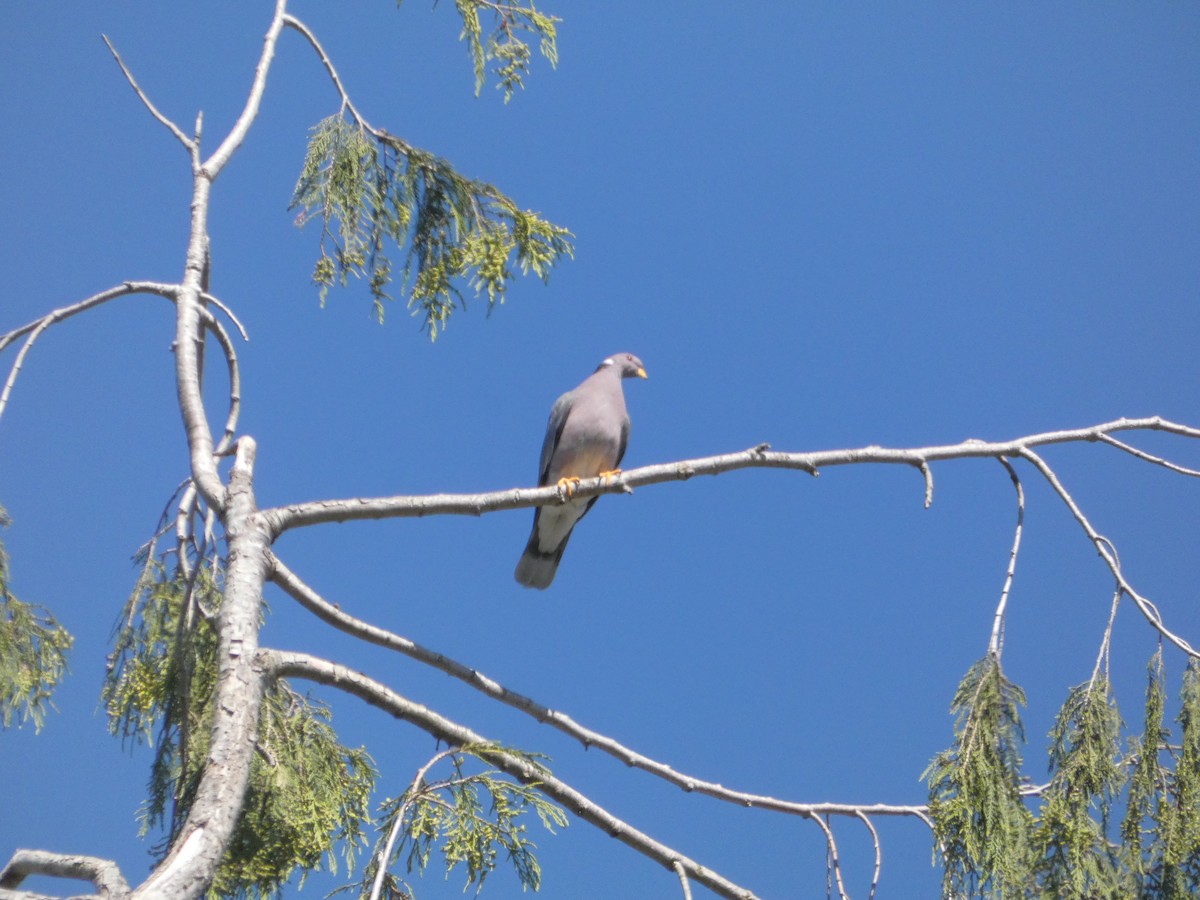 Band-tailed Pigeon - Nick Giordano