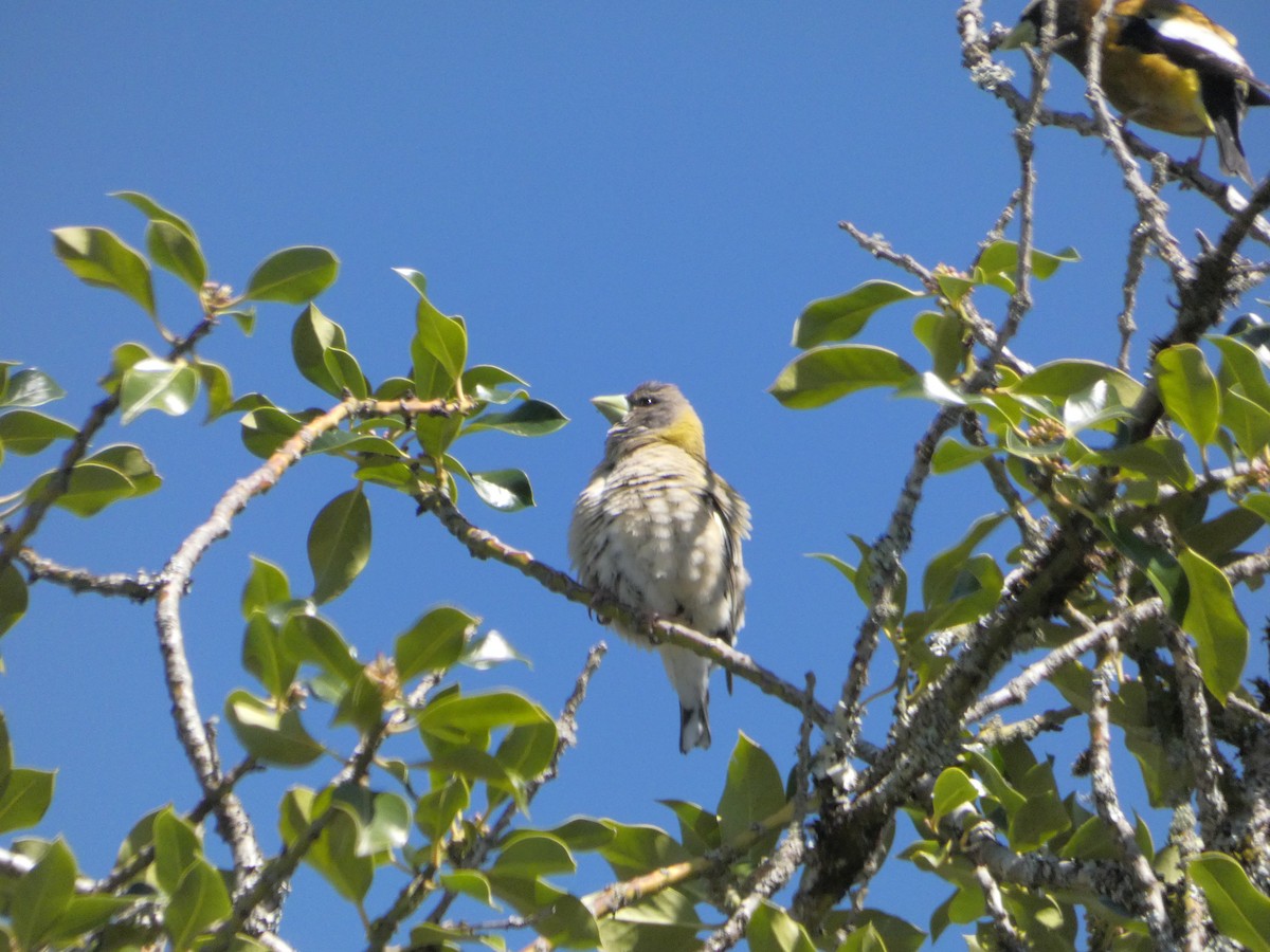 Evening Grosbeak - Nick Giordano