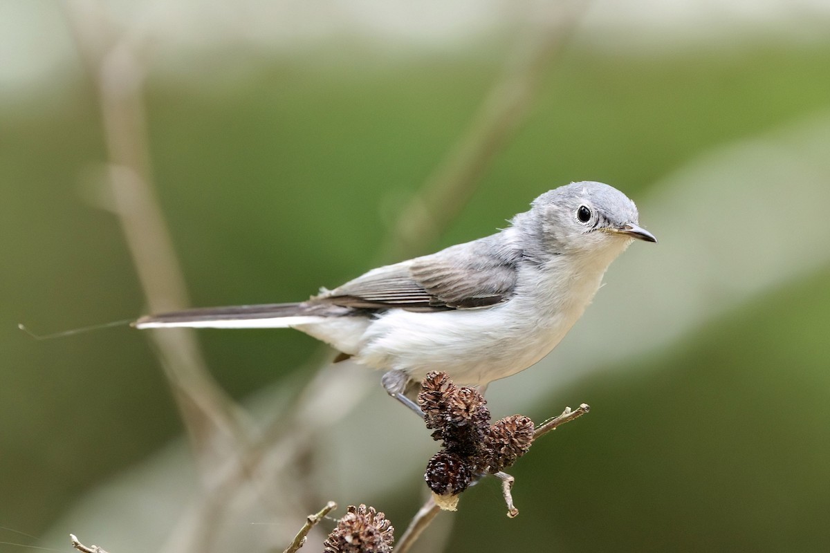 Blue-gray Gnatcatcher - ML619187378