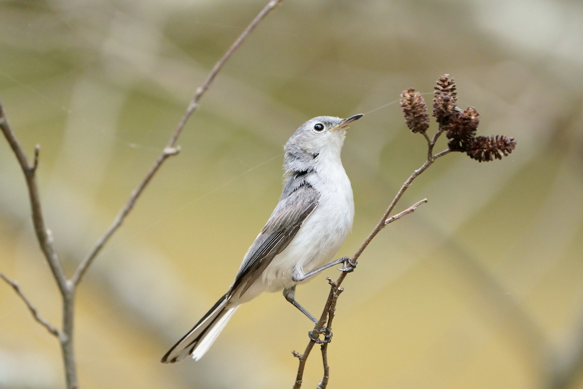 Blue-gray Gnatcatcher - ML619187379