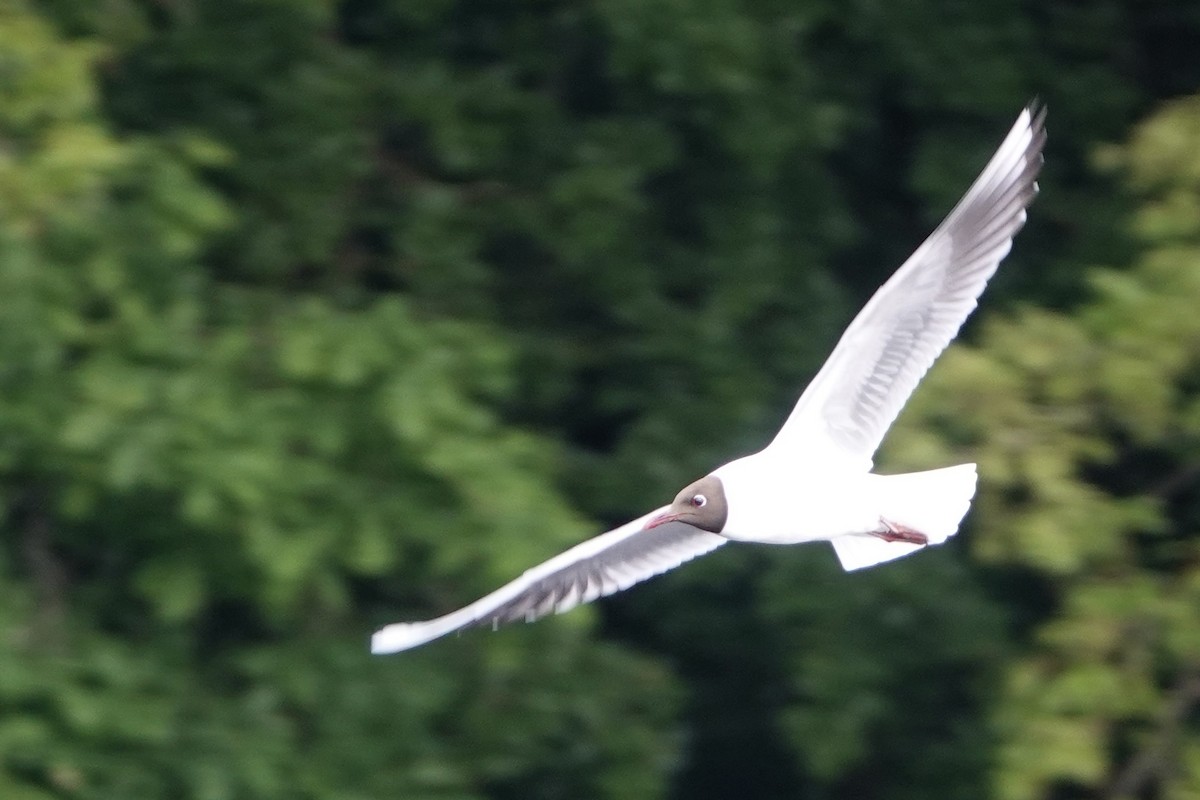 Mouette rieuse - ML619187380