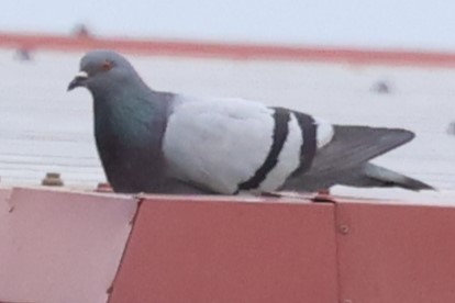 Rock Pigeon (Feral Pigeon) - Duane Yarbrough