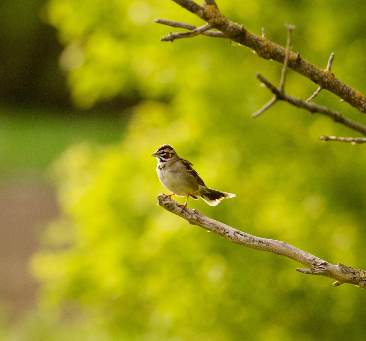 Lark Sparrow - Aaron Loken