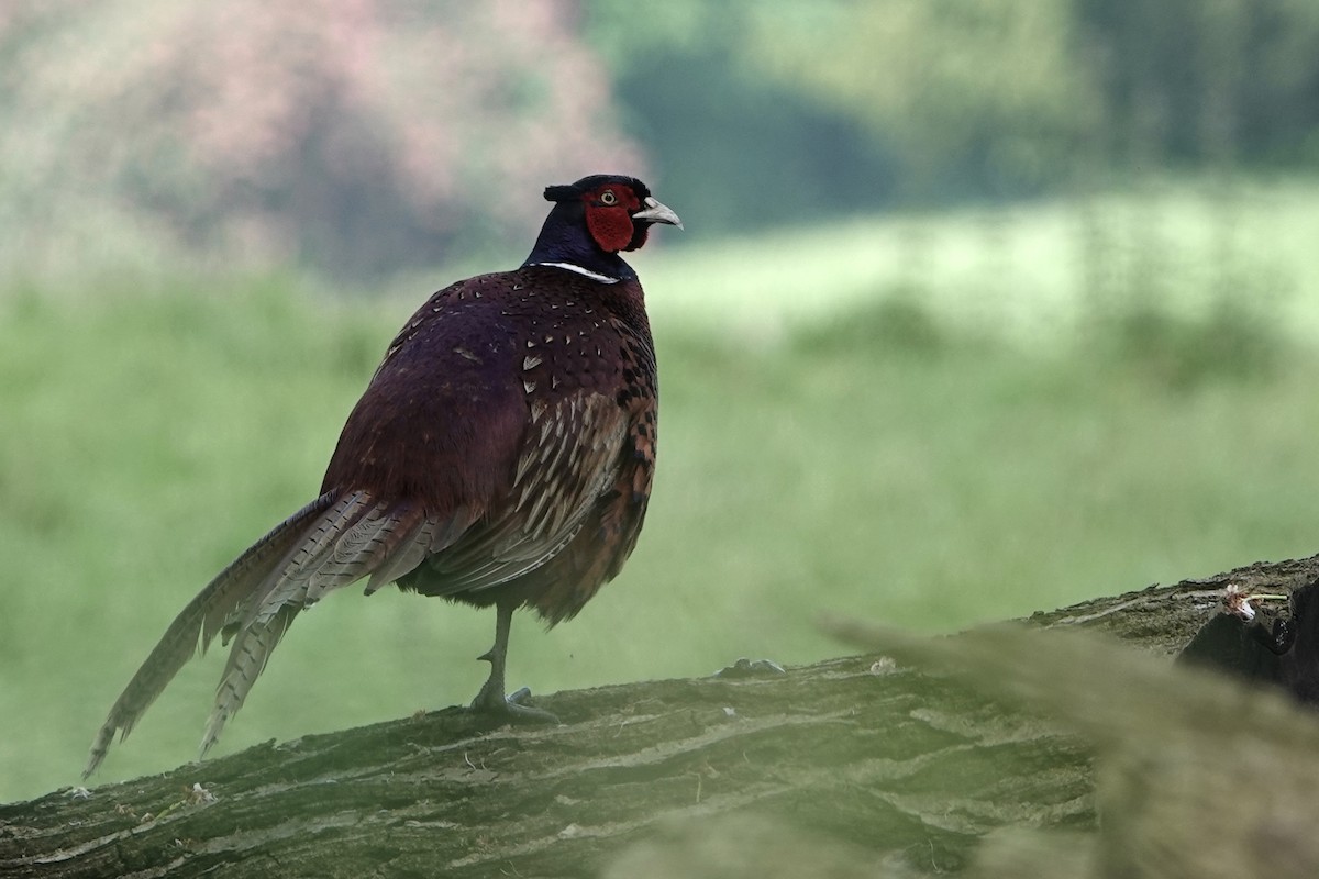 Ring-necked Pheasant - David Oulsnam