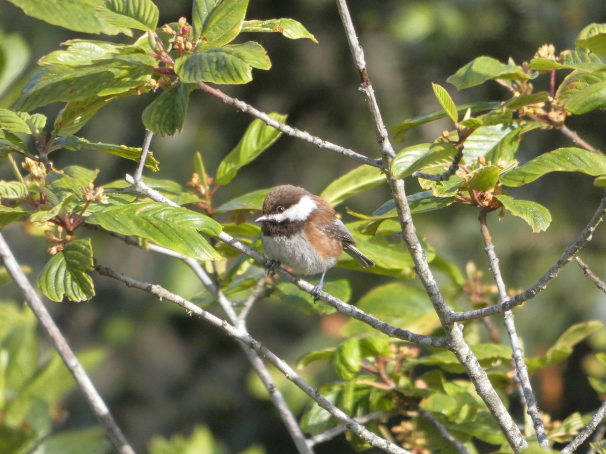 Chestnut-backed Chickadee - ML619187396