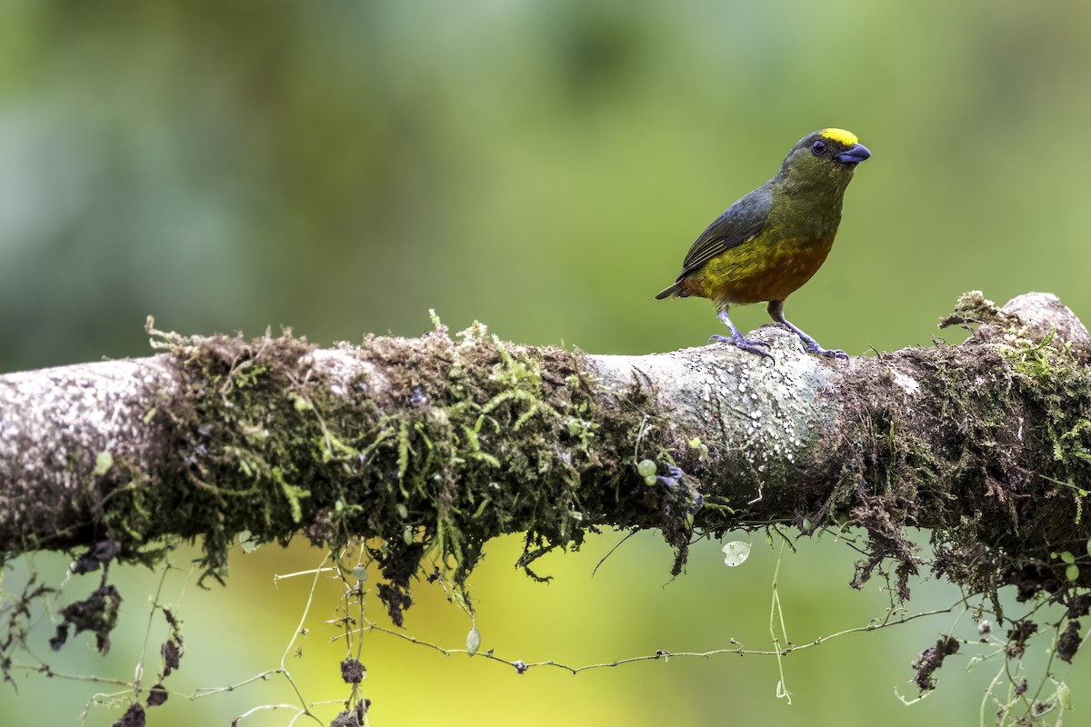 Olive-backed Euphonia - Thelma Gátuzzô