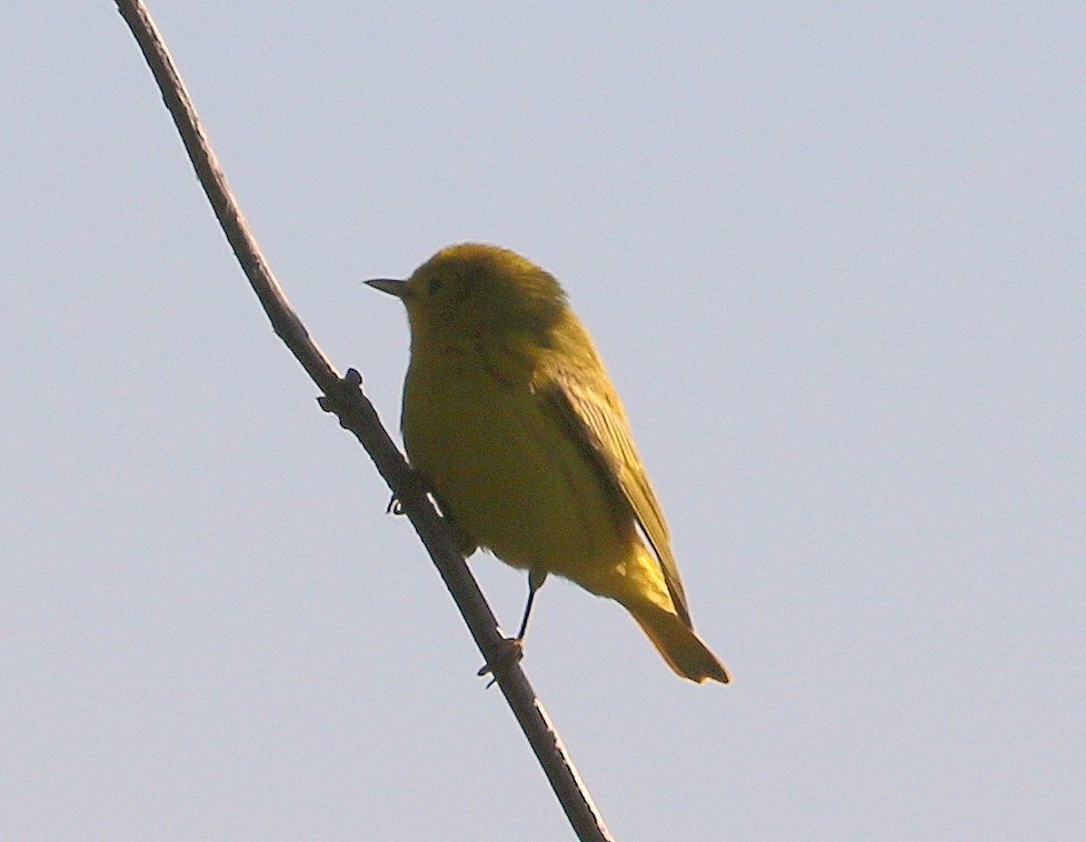 Yellow Warbler - Mike Fung