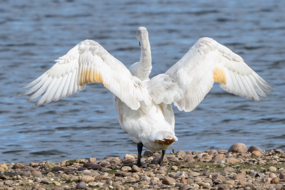 Whooper Swan - Jon White