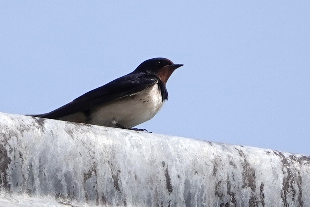 Barn Swallow - ML619187427