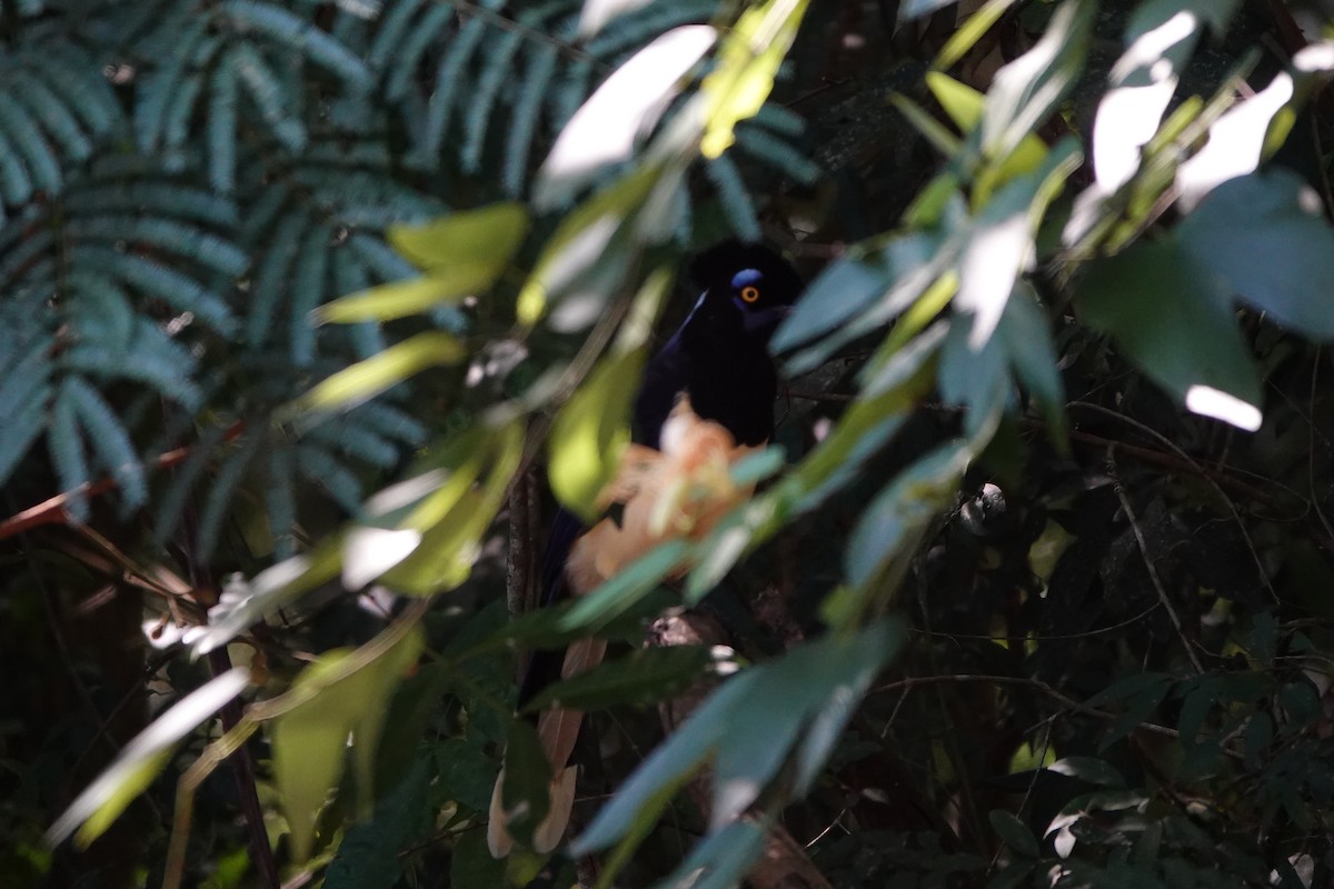 Plush-crested Jay - Marcia Hawk