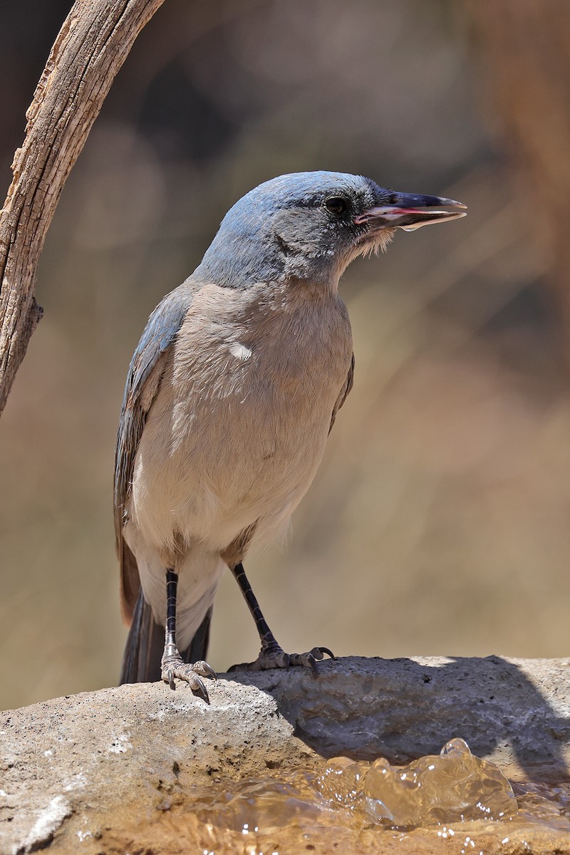 Mexican Jay - Doug Hommert