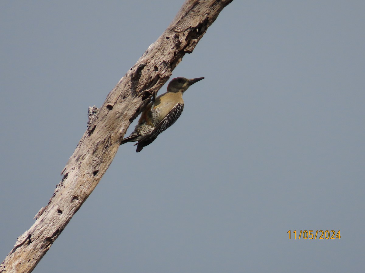 Red-crowned Woodpecker - Angie Nurien Duarte Moreno