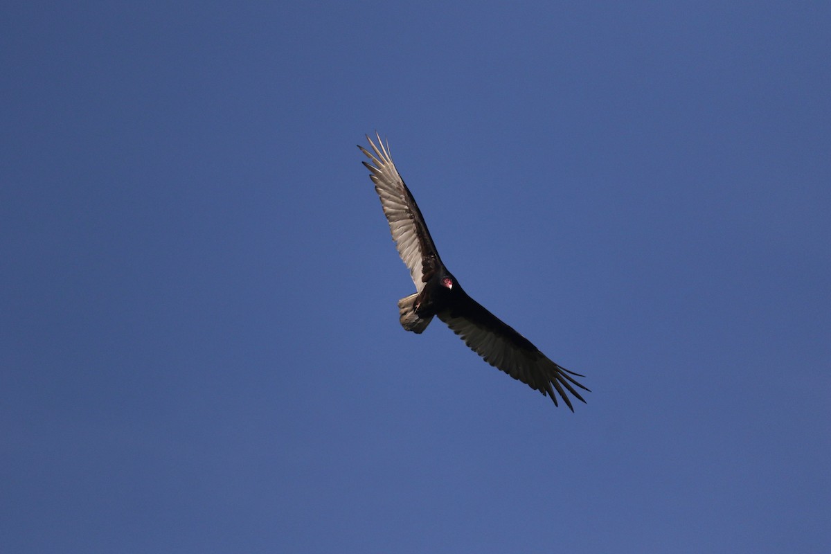 Turkey Vulture - ML619187454