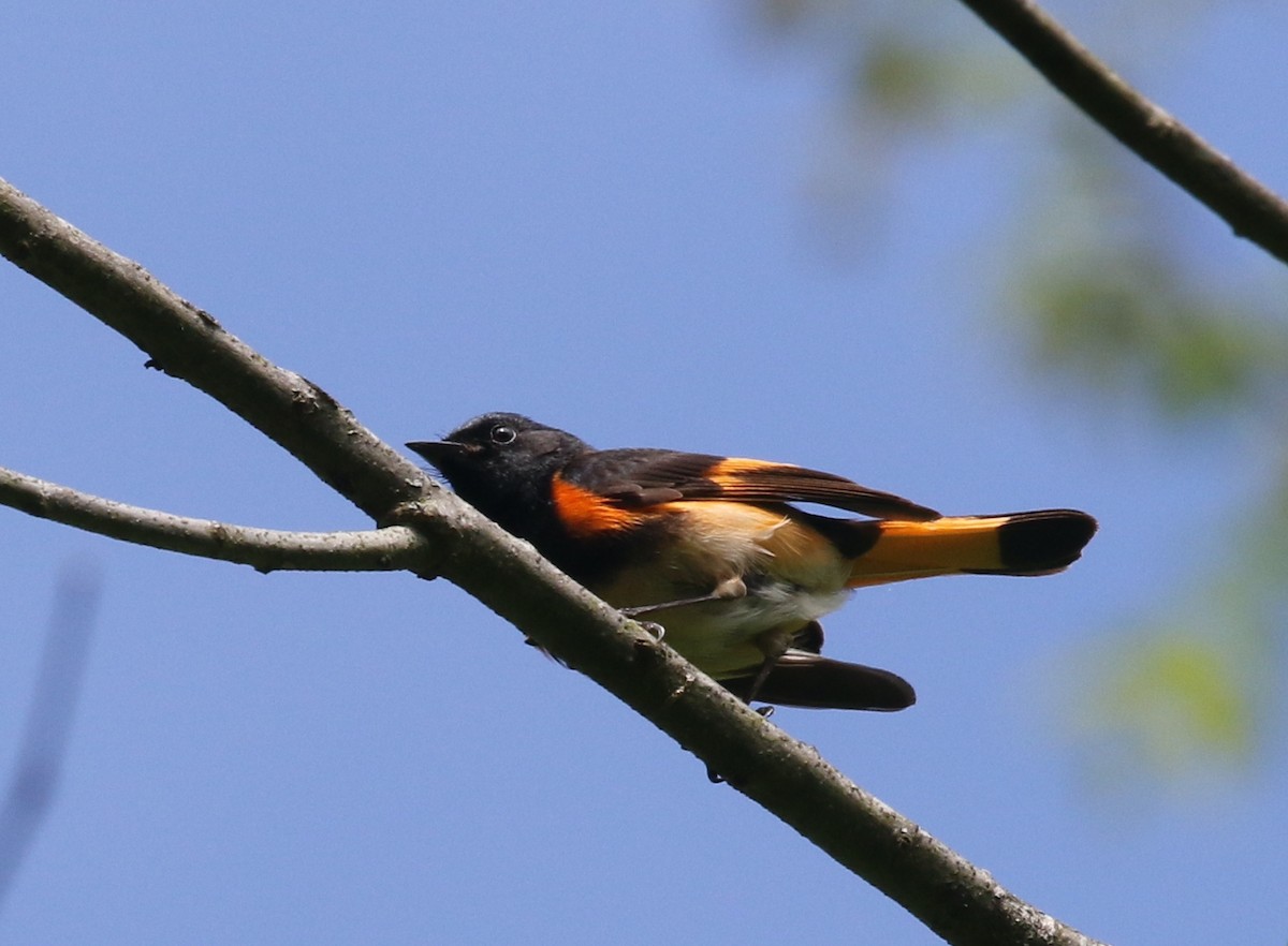 American Redstart - Andrew Vallely