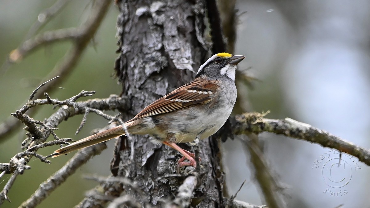 White-throated Sparrow - Raymond Paris
