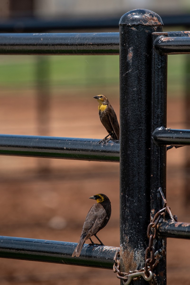 Yellow-headed Blackbird - Clay Billman