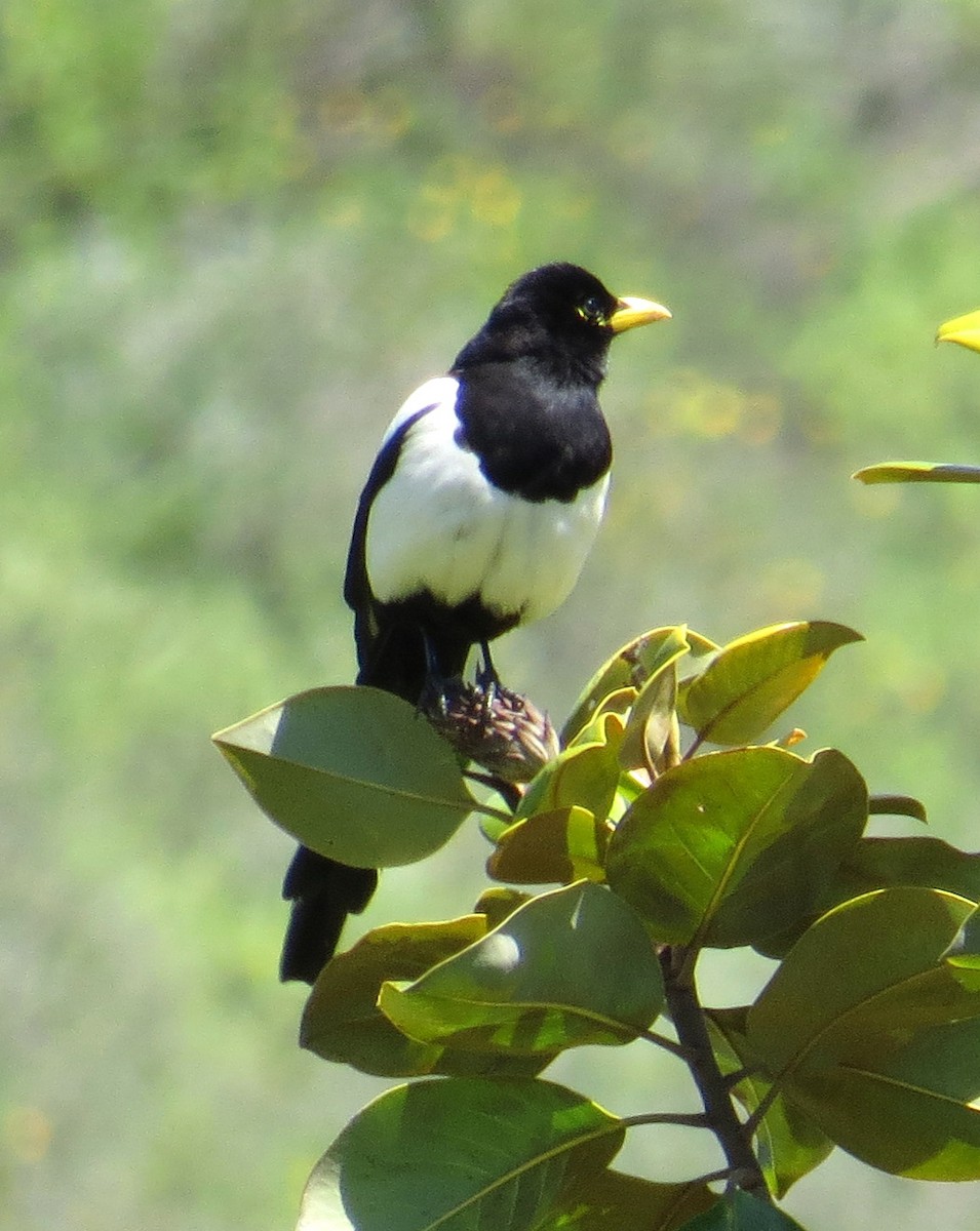 Yellow-billed Magpie - Pam Campbell