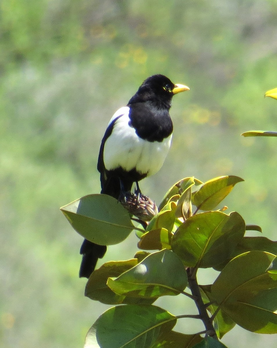 Yellow-billed Magpie - ML619187488