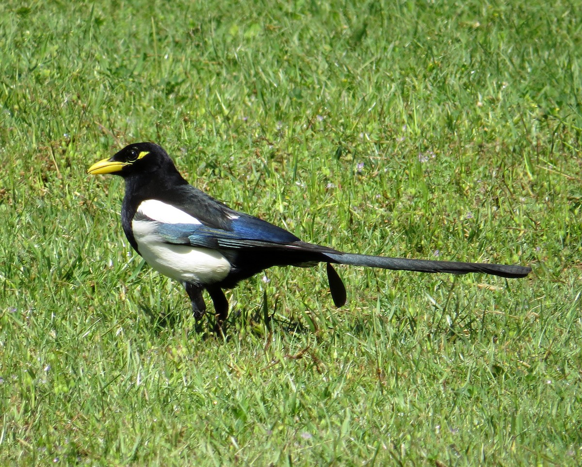 Yellow-billed Magpie - Pam Campbell