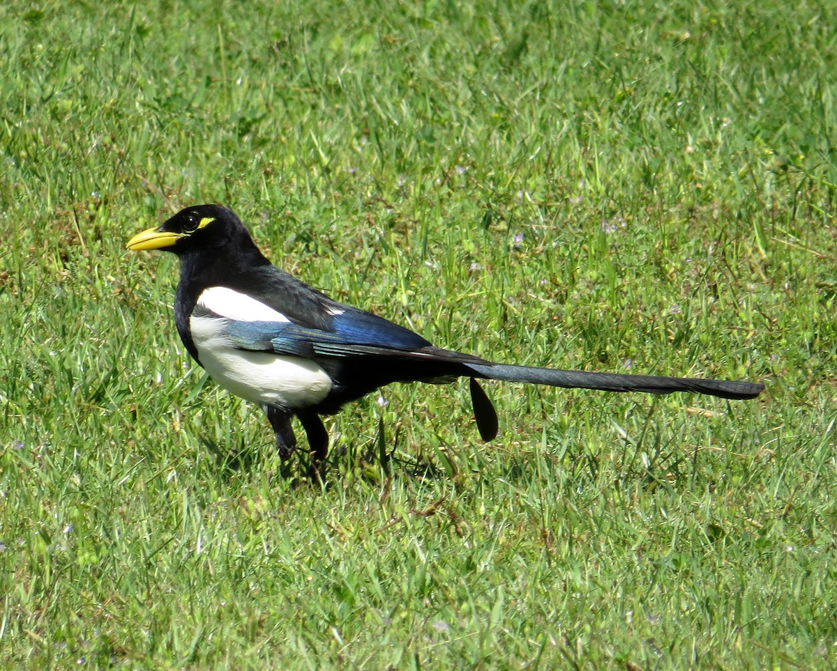 Yellow-billed Magpie - ML619187489