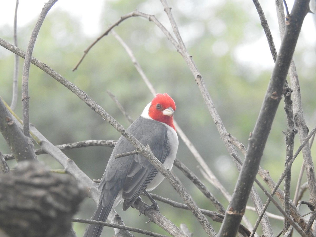 Red-crested Cardinal - Eduardo Kucich