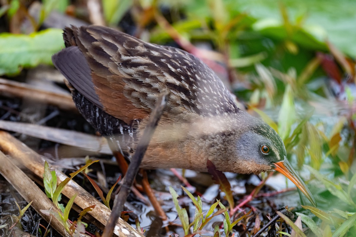 Virginia Rail - Nancy Larrabee