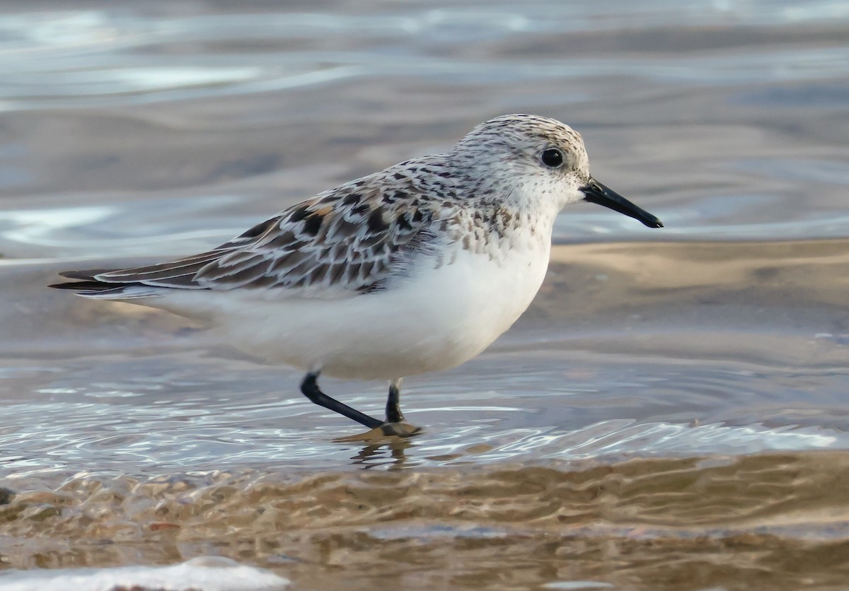 Bécasseau sanderling - ML619187507