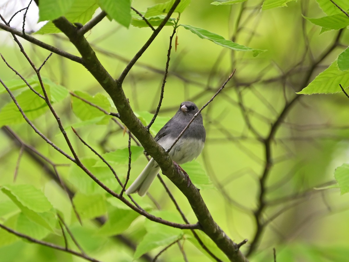 Dark-eyed Junco - Donald Casavecchia