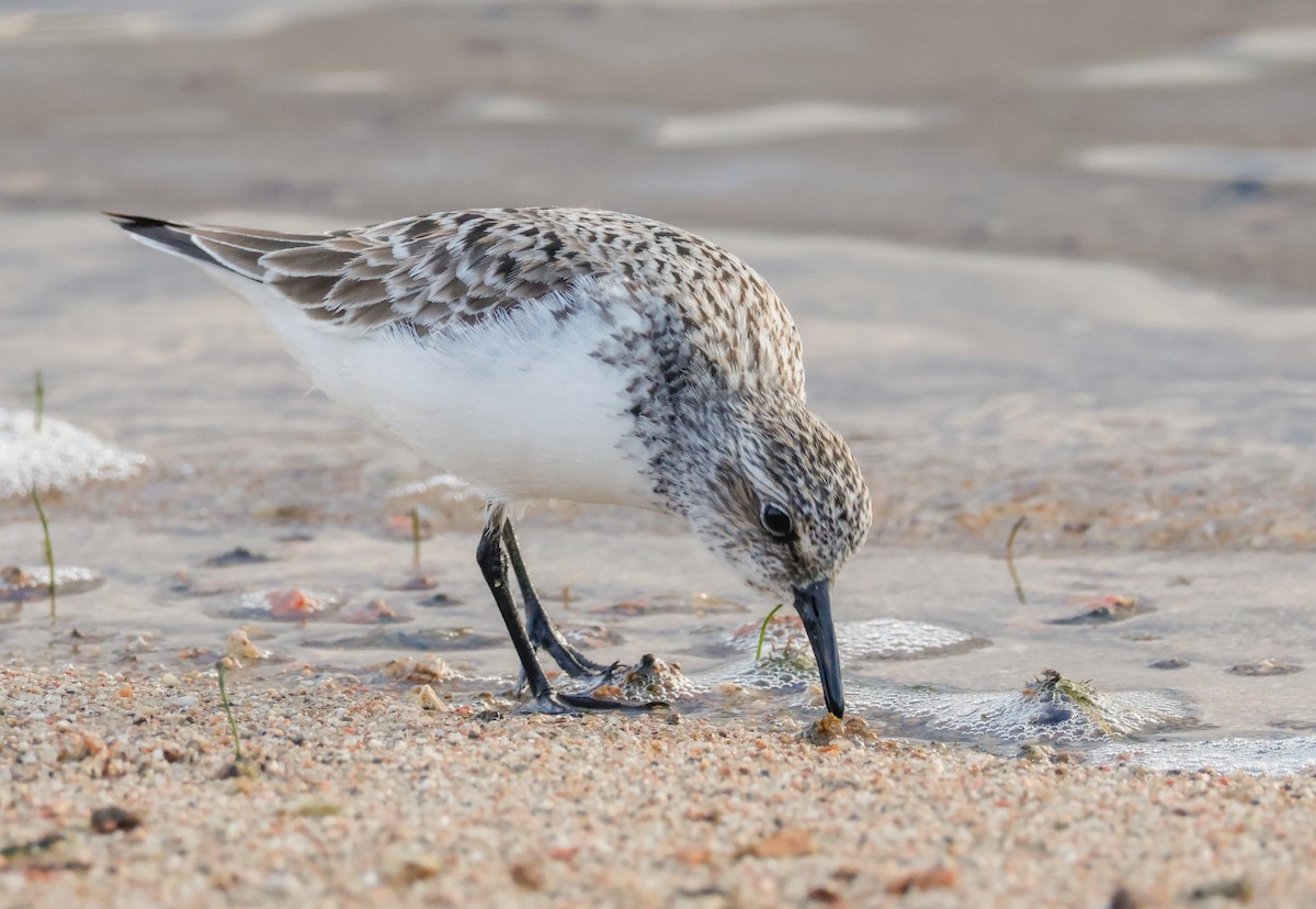 Bécasseau sanderling - ML619187513