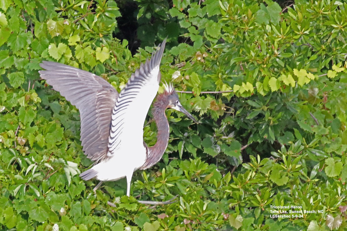 Tricolored Heron - L Skrabec