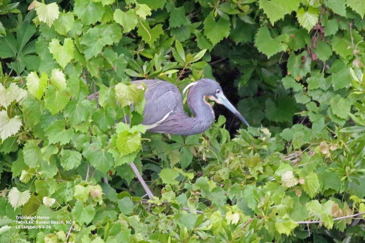 Tricolored Heron - L Skrabec